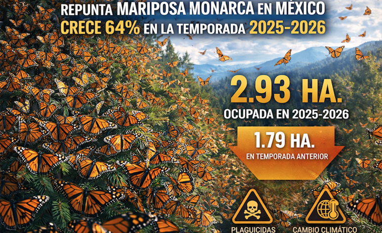 Repunta la mariposa monarca en México: crece 64% su presencia en la temporada 2025-2026